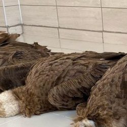 Afyon'da nesli tehlike altında olan 7 akbaba, çevreye atılan zehirli etler nedeniyle yaşamını yitirdi