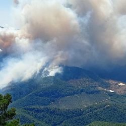 Akdeniz ormanları yanıyor: Bazı bölgelerde evler boşaltılabilir