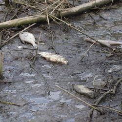 Alibeyköy Barajı'nda onlarca balık ölü bulundu