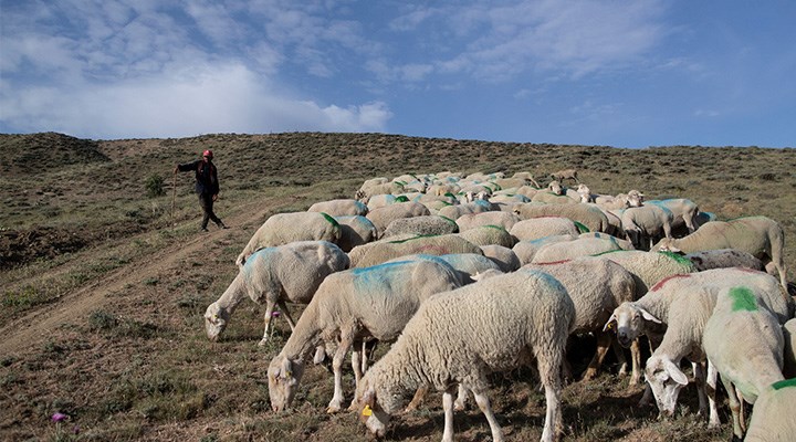 Anadolu'nun Afgan çobanları: Savaştan kaçıyor, başlık parası peşinde koşuyorlar