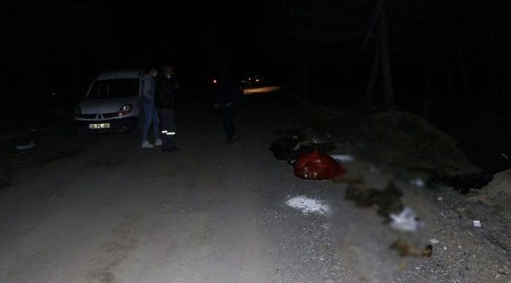 Ankara'da damar yolu açılmış 30'dan fazla köpek ölü bulundu