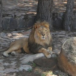Antep'te kafesten kaçan aslan bakıcısını yaraladı