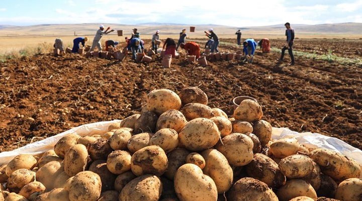 CHP Niğde İl Başkanı: Muhalif çiftçilerin patatesleri alınmıyor