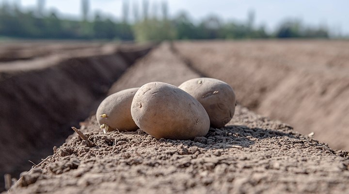 Çiftçiler tepkili: Devlet patates alımına iş işten geçtikten sonra başladı