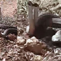 Dünya’nın en zehirli yılanlarından biri Urfa’da görüldü