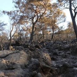 Fethiye'de alevler, 5 hektar ormanlık alanı küle çevirdi