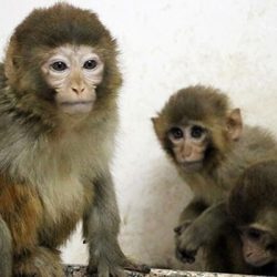 Gürbulak Sınır Kapısı'nda 12 yavru maymun bulundu