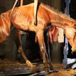 Hopa'da kasasında kaçak olarak 33 atı taşıyan TIR, bir yurttaşın ihbarı üzerine durduruldu