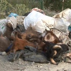 İstanbul'da yola onlarca kesik hayvan kafası atıldı