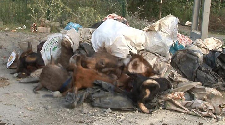 İstanbul'da yola onlarca kesik hayvan kafası atıldı