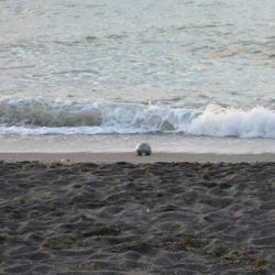 Karadeniz sahilinde deniz mayını tetikleyicisi bulundu