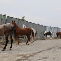 'Kayıp atlar' olayında yeni iddia: Ülkü Ocakları'na verildi