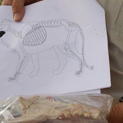 Kayseri’de 4 bin yıl öncesine ait aslan kemiği bulundu