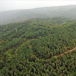 Kıyılar ve ormanlar AKP tehdidi altında
