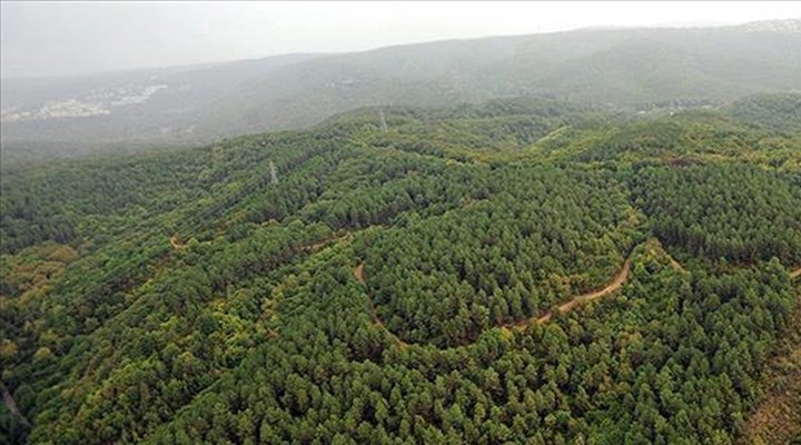 Kıyılar ve ormanlar AKP tehdidi altında