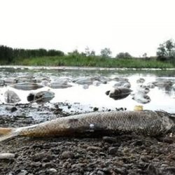 Kızılırmak'taki balık ölümlerinin nedeni belli oldu
