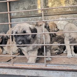 Kulu Belediyesi aracıyla yol kenarına bırakılan 50 yavru köpekten 20'si öldü