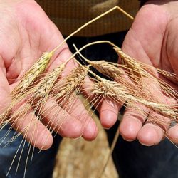 Kuraklık ve don olayları buğday üretimini bitirdi