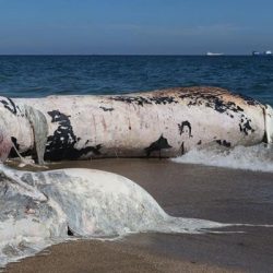 Mersin'de kıyıya vuran balinanın ölüm nedeni belirlendi