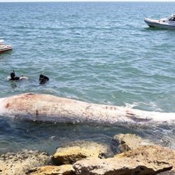 Mersin'de sahile 8 metre uzunluğunda oluklu beyaz balina vurdu