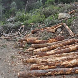 Mersin’deki ‘orman katliamı’ yargıya taşınıyor: "Özel şirketlere ucuz hammadde sağlamak için talan edildi"
