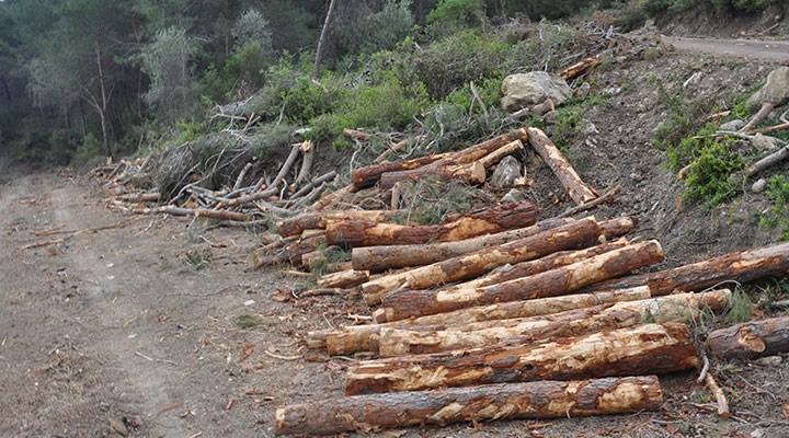 Mersin’deki ‘orman katliamı’ yargıya taşınıyor: 