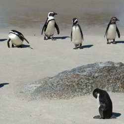 Nesli tükenmekte olan 63 penguen, arılar tarafından öldürüldü
