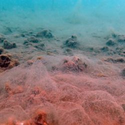 Prof. Dr. Sarı fotoğrafladı: Müsilaj kırmızı mercan alanlarını öldürdü