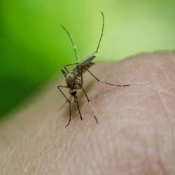 Sivrisinek istilası, İstanbul'un farklı ilçelerinde de görülmeye başladı