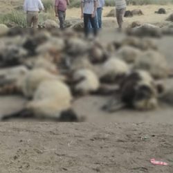 Sulama kanalına düşen 170 koyun boğularak öldü