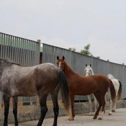 Tarım ve Orman Müdürlüğü'nden İmamoğlu'na 'kayıp atlar' yanıtı: Yerini bilmemize imkan yok