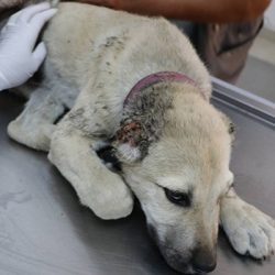 Urfa'da yavru köpeğin kulaklarını kesip ayağını kırdılar
