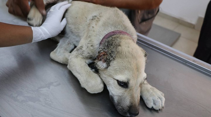 Urfa'da yavru köpeğin kulaklarını kesip ayağını kırdılar