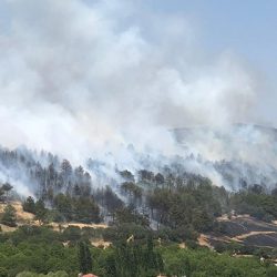 Uşak'taki orman yangını kontrol altına alındı: Bir kişi gözaltında