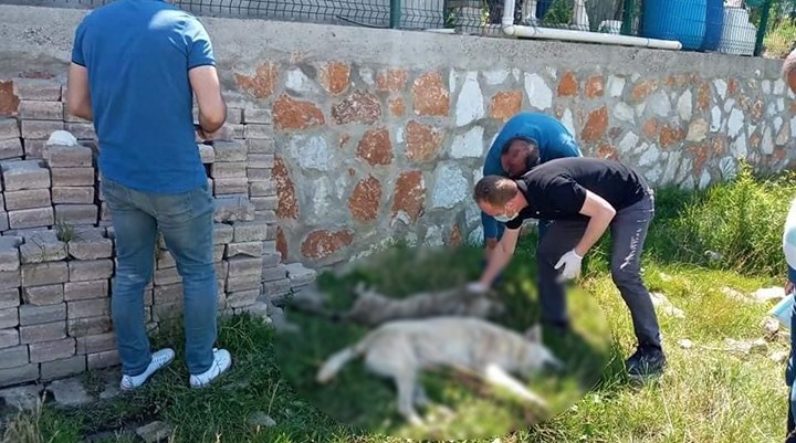 Yalova'da 7 köpeği zehirle öldürdüler