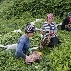 Yüksek riskli Karadeniz'de çay hasatı dönemi yaklaşıyor: 100 bin kişi gelecek